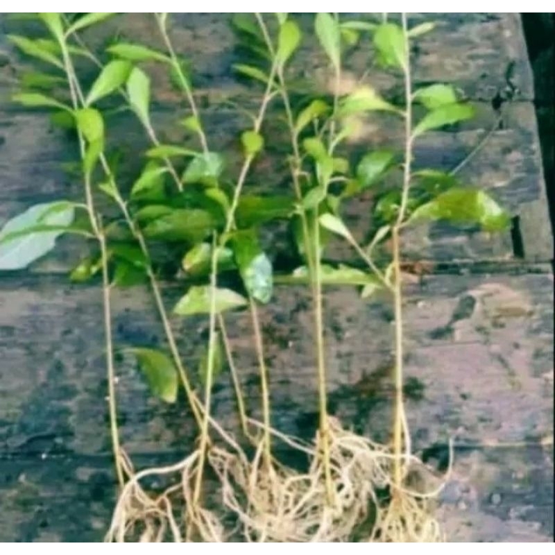 bibit lee kwan yew 30 50 cm perbatang