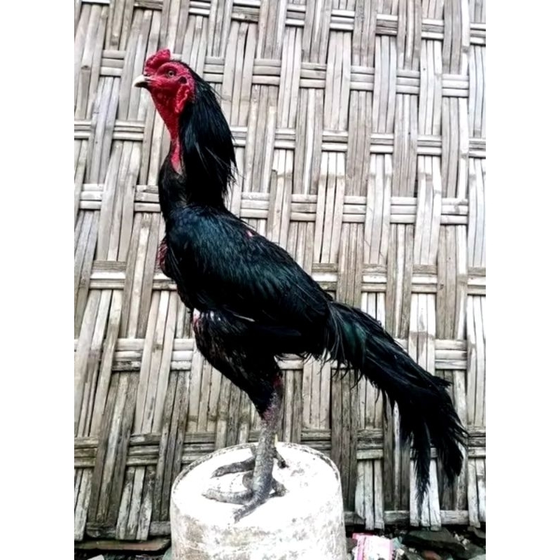 pakhoy kumbang brakot full hitam telur Fertil terlaris siap untuk ditetaskan
