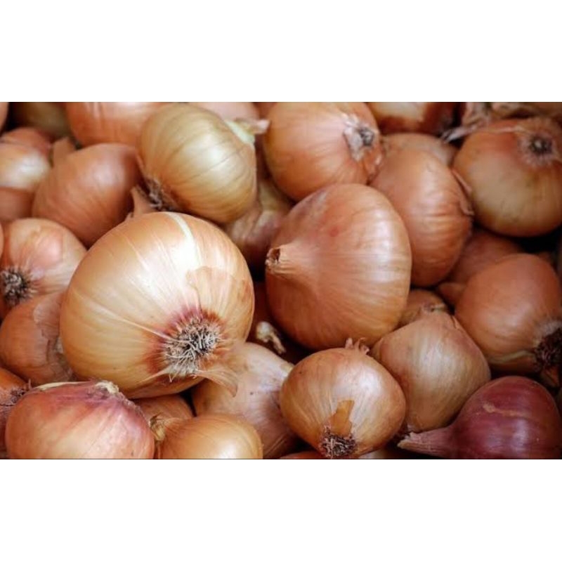 

Bawang Bombai Freshh segar, Padang