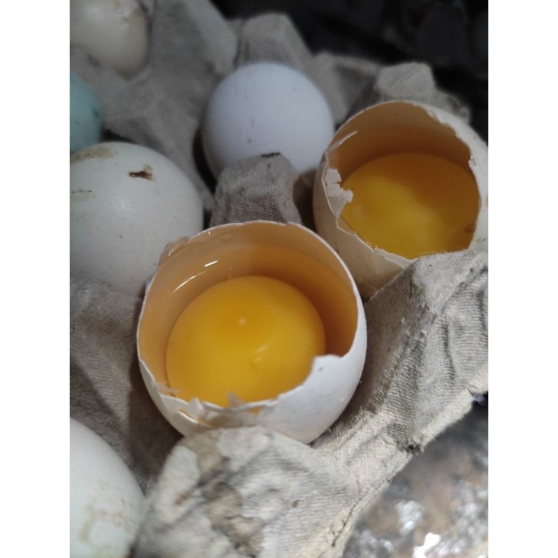

Telur Ayam | Ayam Kampung