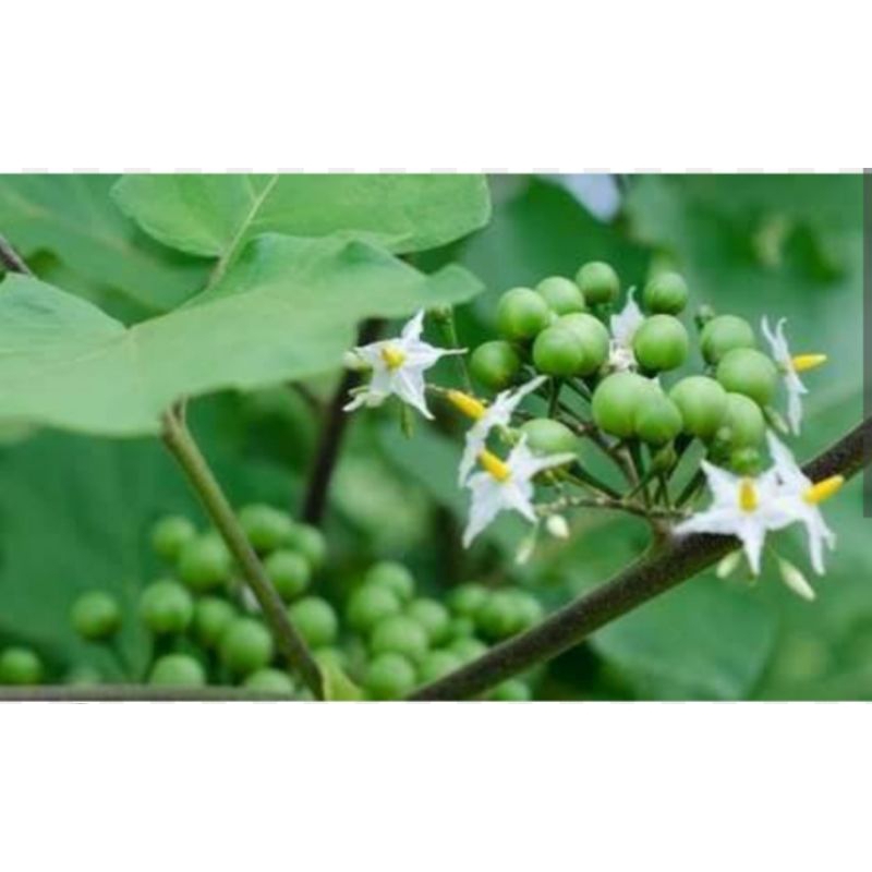 

Takokat Segar Langsung Petik dari Apotik Hidup.Herbal