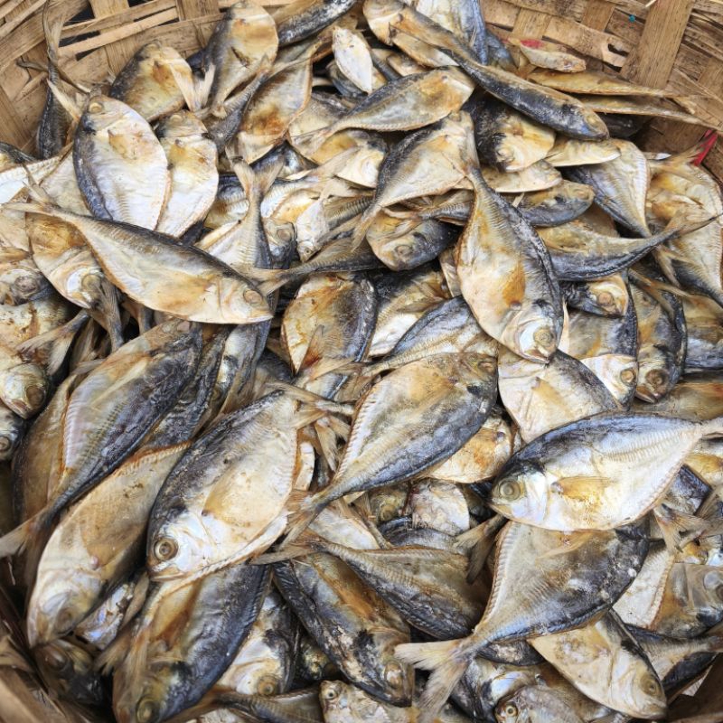 

IKAN AMPING/GOKLANG