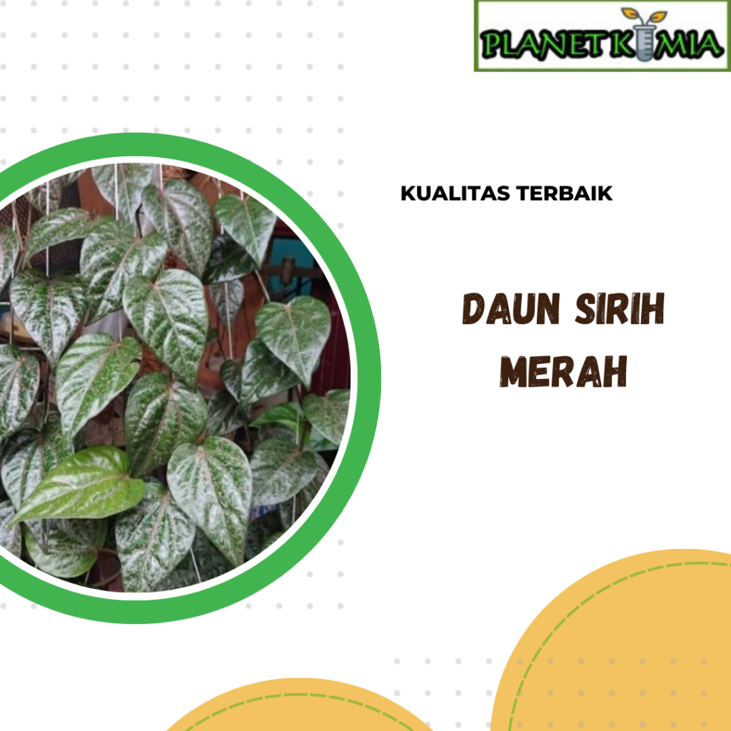 

ekstrak daun sirih merah best product