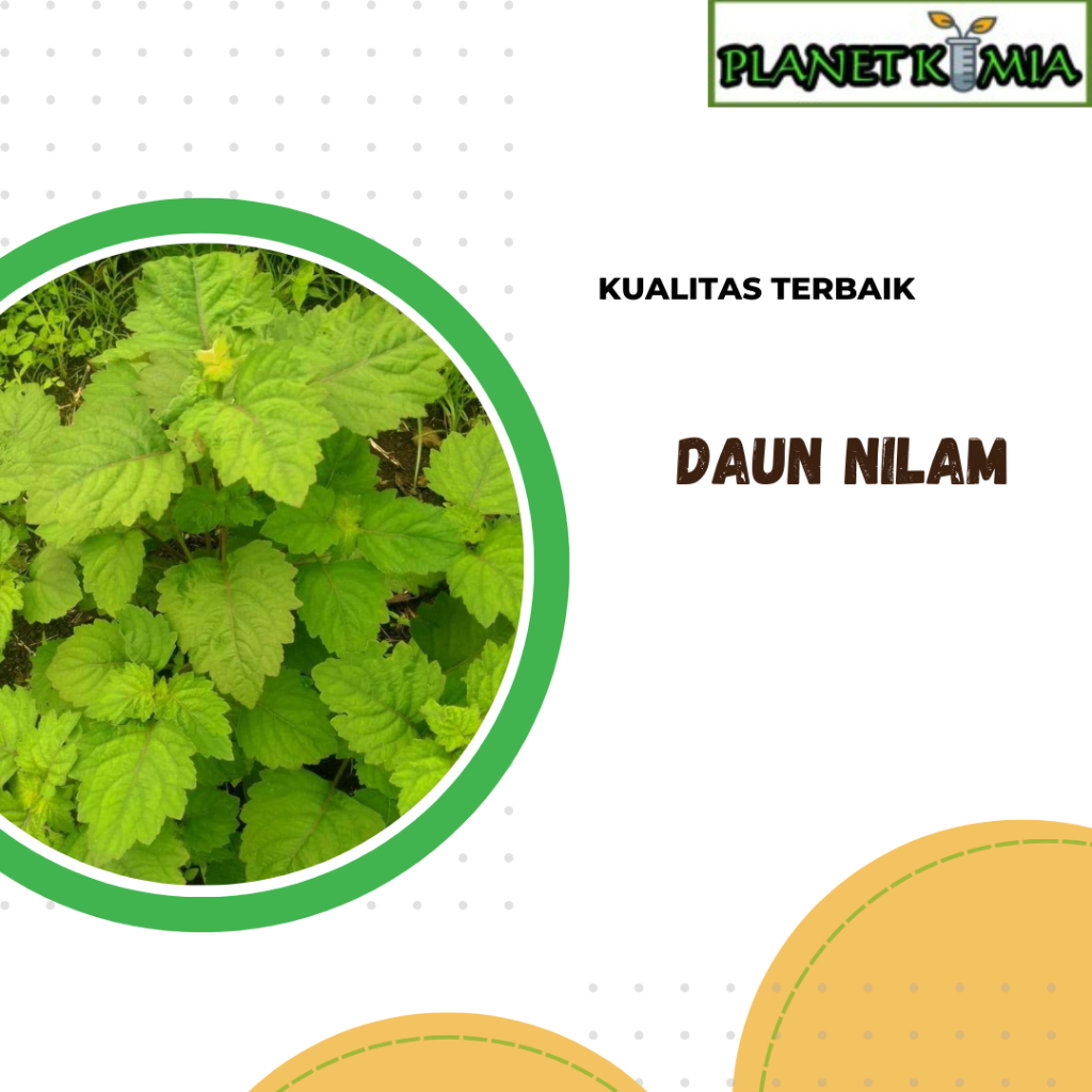 

ekstrak daun nilam best product