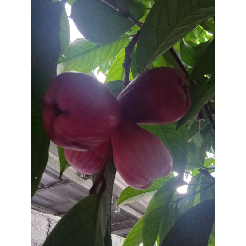 

jambu bol jamaica fres segar