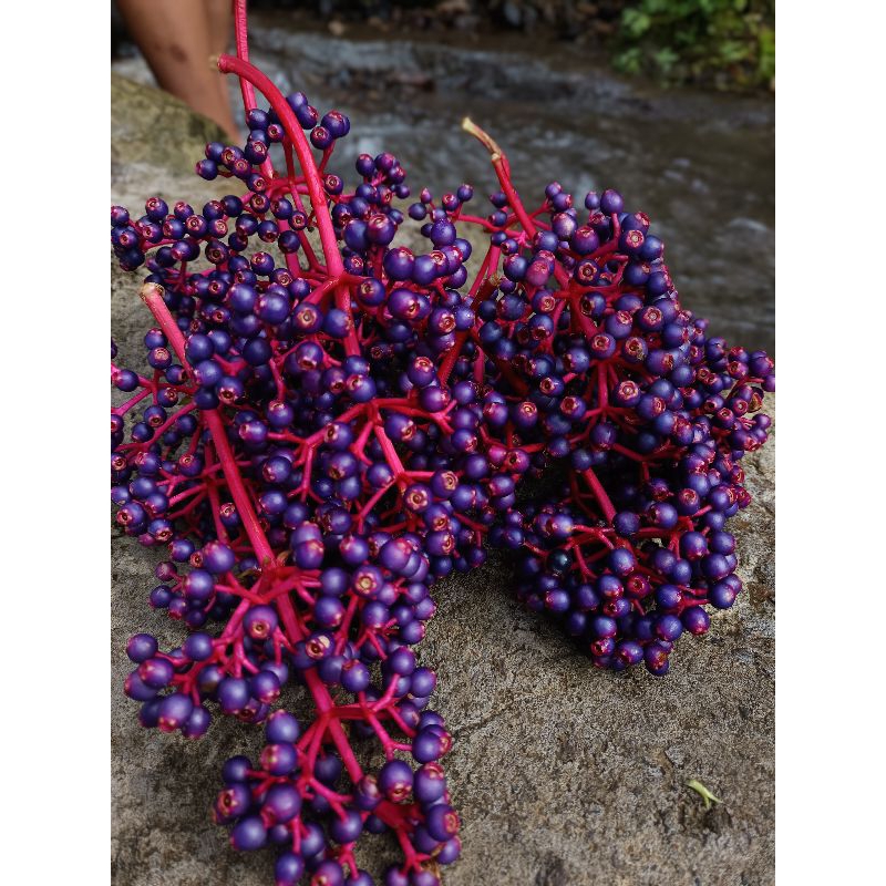 

BUAH PARIJOTO (100 GRAM)