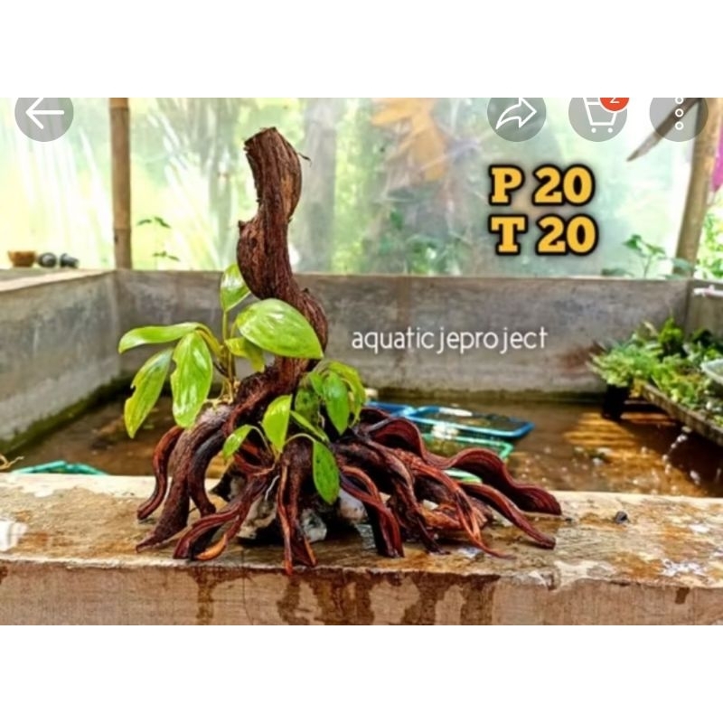 hardscape natural akar trinil kayu aquascape aquarium