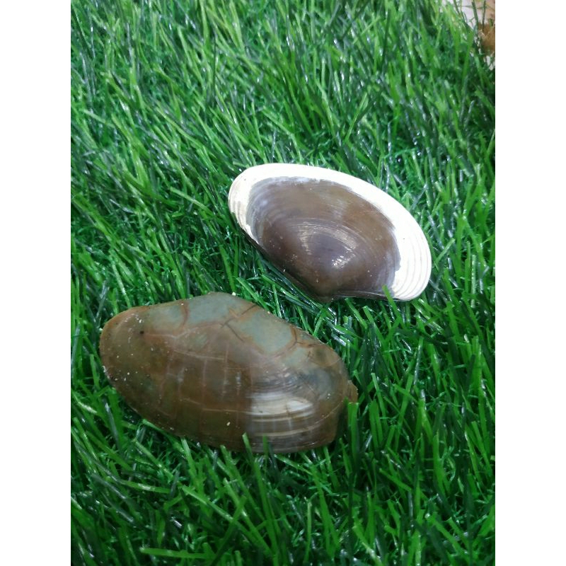 fosile kijing asli alam