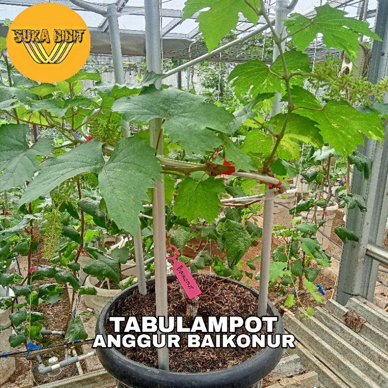 TABULAMPOT ANGGUR BAIKONUR - Sudah Berbuah