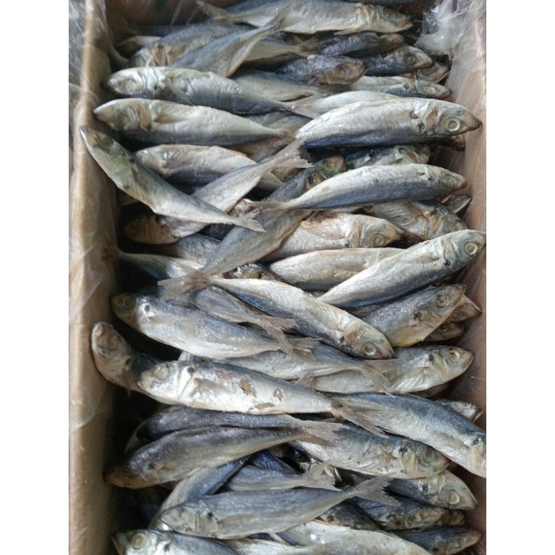 

Ikan layang