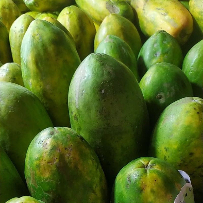 

PEPAYA MENGKAL UNTUK RUJAK 1 PCS