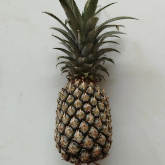 

Nanas Subang per butir | Nanas Segar | Nanas Nastar