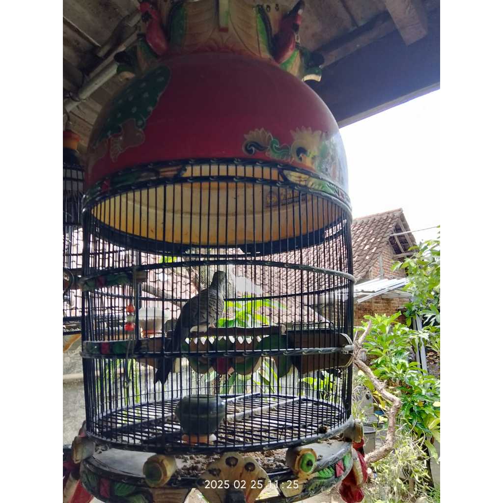 Perkutut Bangkok Pakai Ring Asli Irama Anggungan Teras