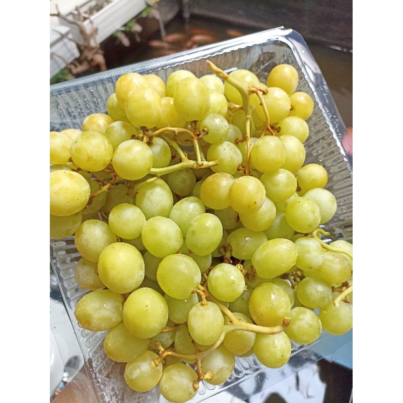 

anggur hijau non biji 1kg manis ( chat dulu sebelum CO)