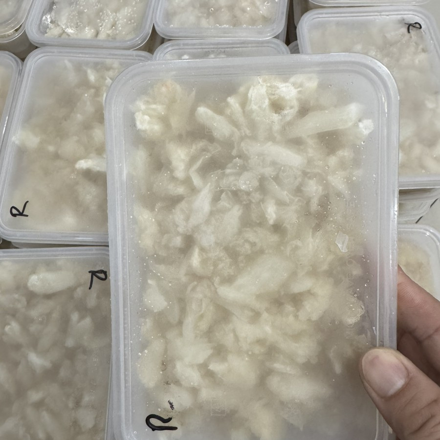 

Daging Rajungan Kupas Bersih / Rajungan kupas grade A kemasan 500gram