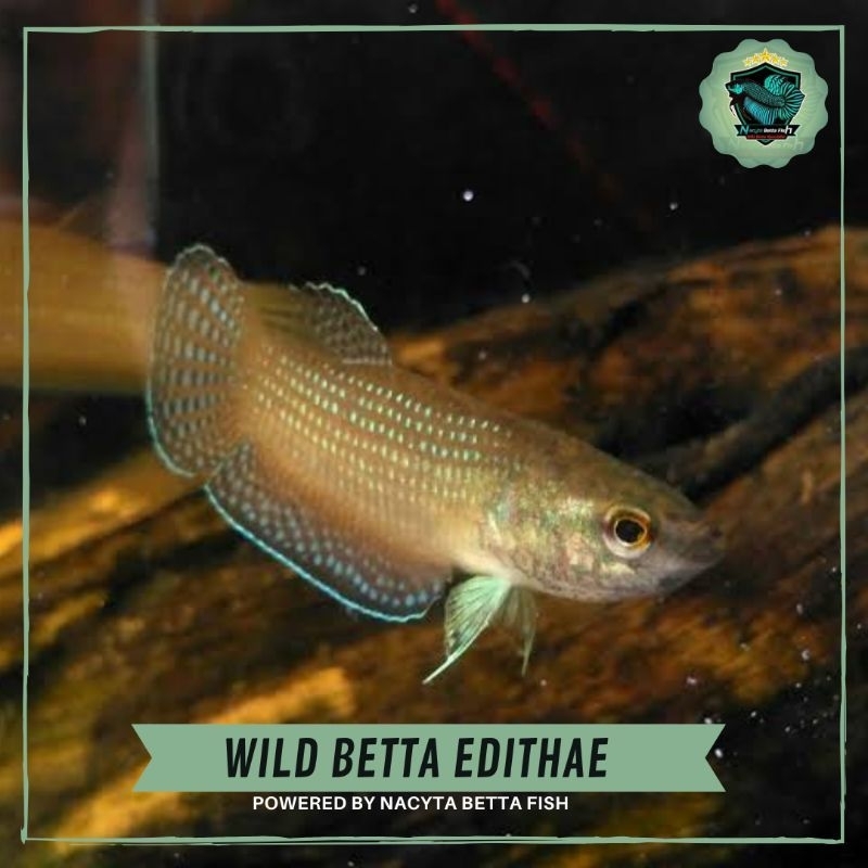 Wild Betta Edithae