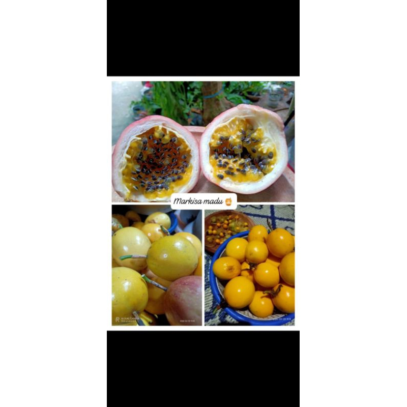 

BUAH MARKISA FRESH 1KG - Markisa Madu || Asam Manis Menyegarkan