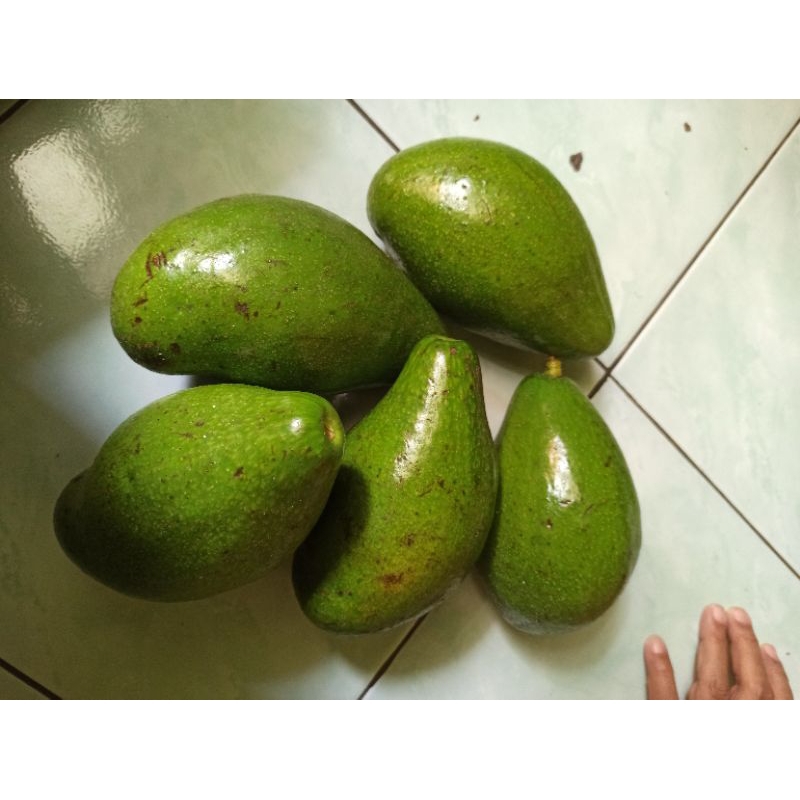 

Link alpukat mentega Tami