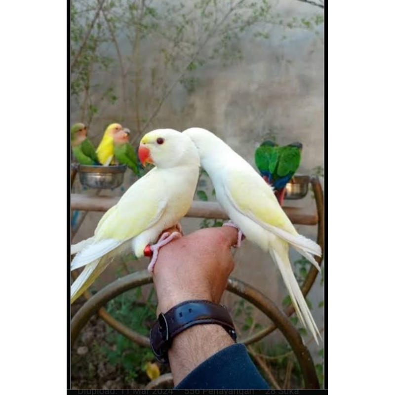 BABY INDIAN RINGNECK CREAMINO.  LUTINO , ALBINO , CINNAMON DAN BIRU