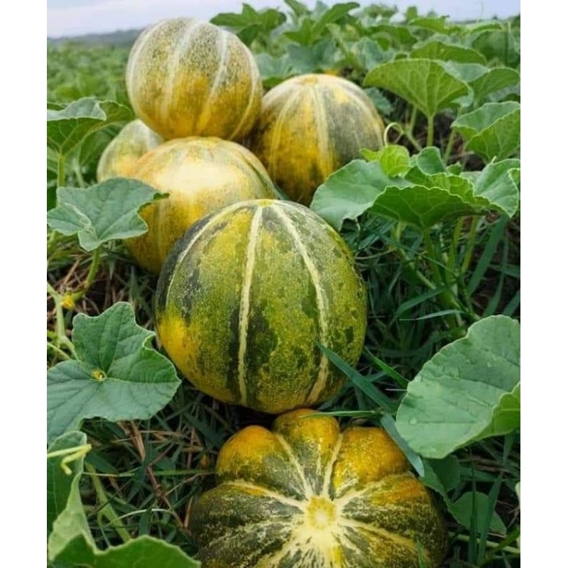 

BUAH BLEWAH SEGAR