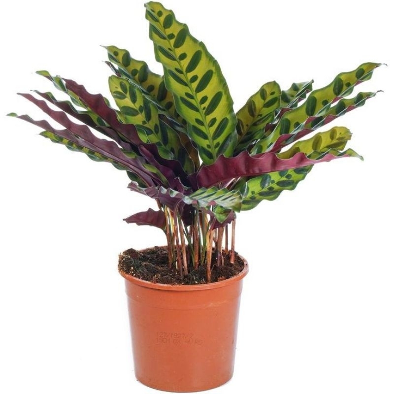 calathea ekor merak