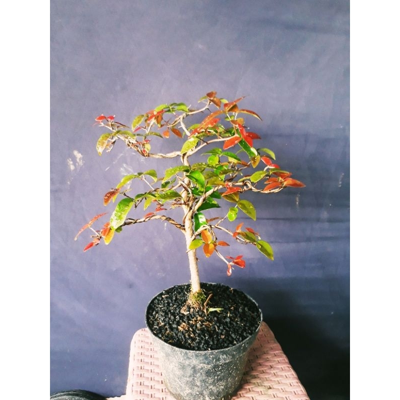 BONSAI BUAH DEWANDARU / BONSAI SIYANTO / BONSAI SIANTO / BONSAI CEREME