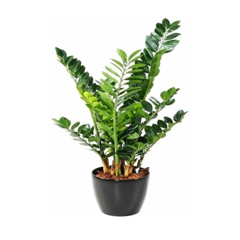 zamia zz plant