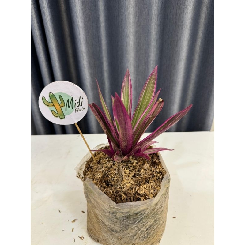 PAKET 3 TANAMAN HIAS PITUNIA PINK, ADAM HAWA, MIANA KUNING