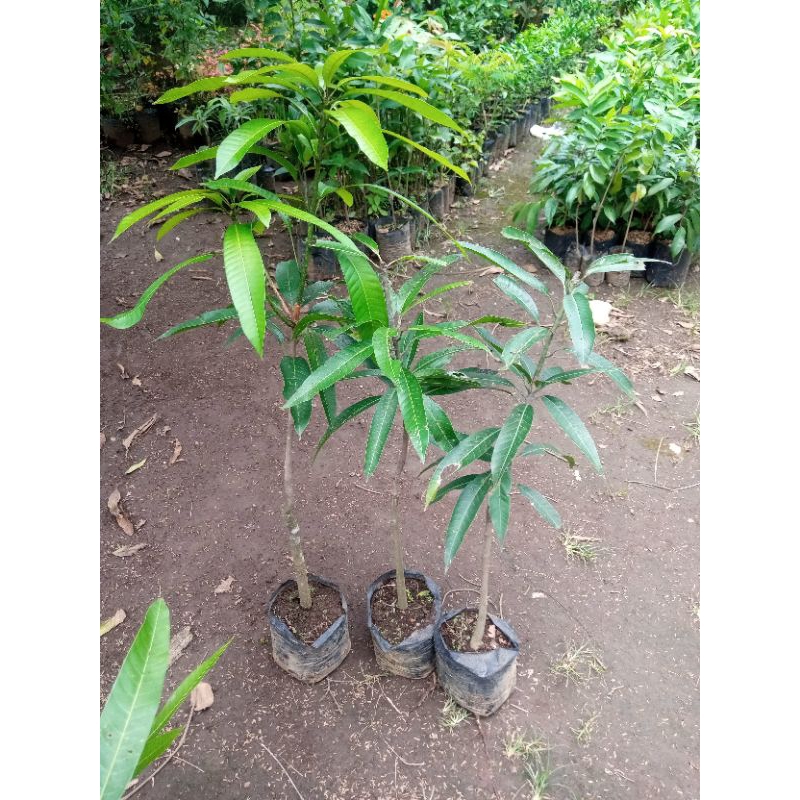 1 Meter Pohon Mangga Kelapa Jumbo Okulasi