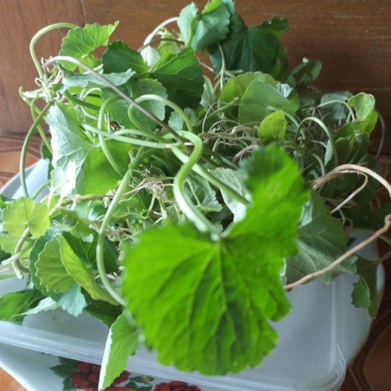 

Daun pegagan Jumbo segar 500gr Baru Petik