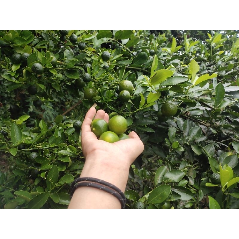 

JERUK SONKIT 3KG / JERUK KASTURI / JERUK KUNCI/JERUK PERAS