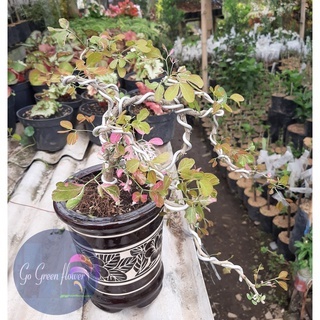 BONSAI ASEM LONDO bahan bonsai berkarakter