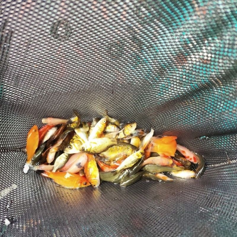 Ikan mas kecil - Bibit anak  ikan mas - Pakan ikan predator