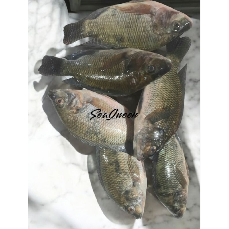 

Ikan mujair 1Kg segarr