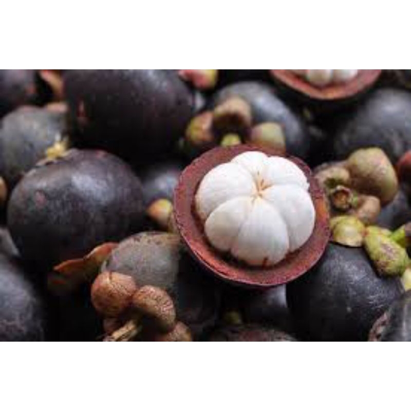 

PROMO Buah Manggis / Manggis segar/ manggis fresh / manggis manis