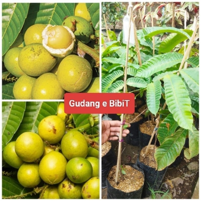 Bibit Matoa Kuning Hasil Okulasi / Cangkok
