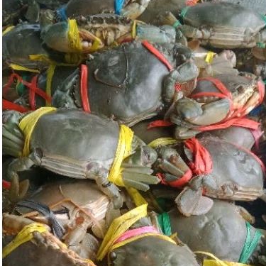 

[1-5 Kg] Kepiting Hijau Kronjo Konsumsi