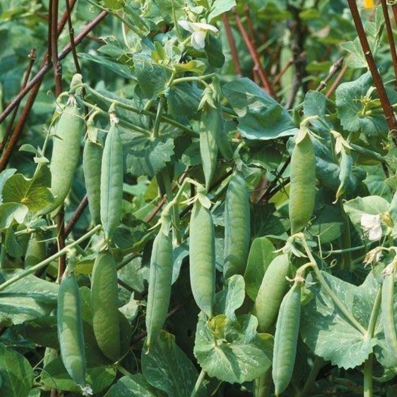 

Benih KAPRI [isi-12] Biji Sayur Kacang Polong