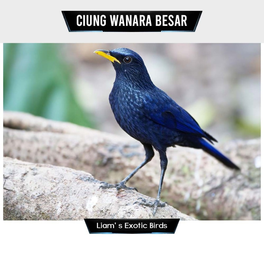 Burung Ciung Batu Biru Metalik Pilihan Mulus Rawatan