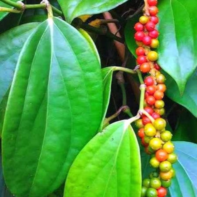 

Daun Kemukus Segar Atau Sirih Hutan 100gram.