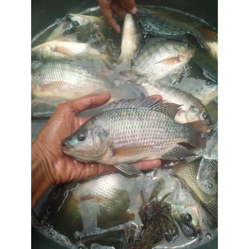 

ikan nila segar 1kg