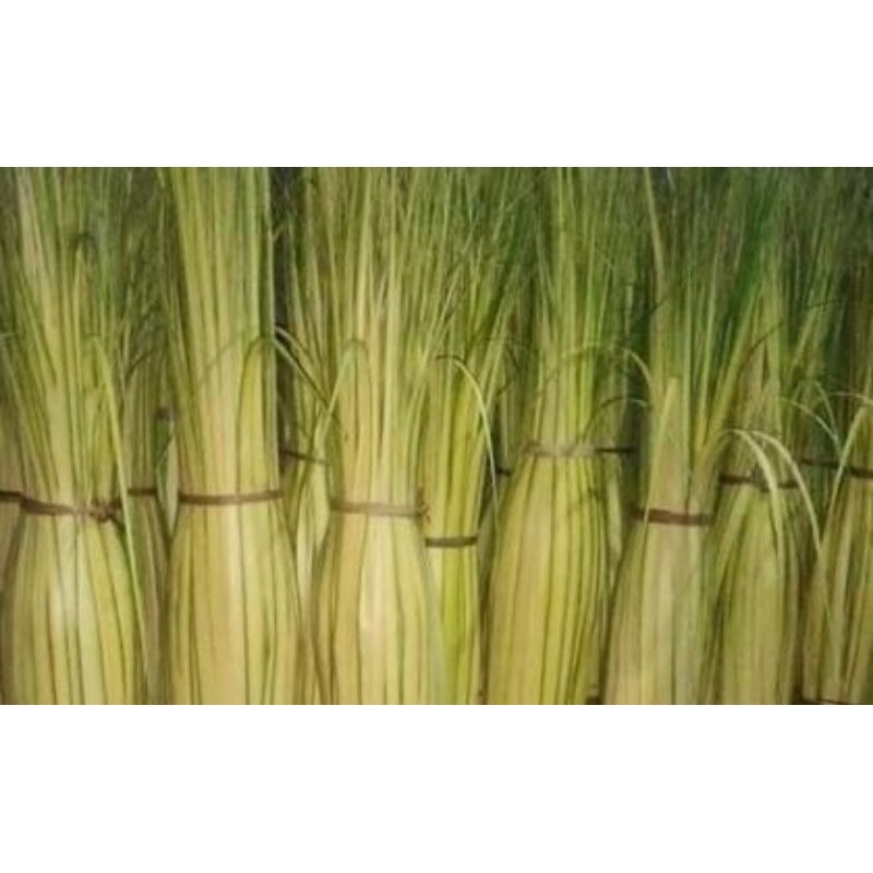 

JANUR KELAPA MUDA/JANUR UNTUK MEMBUAT KETUPAT/20PCS