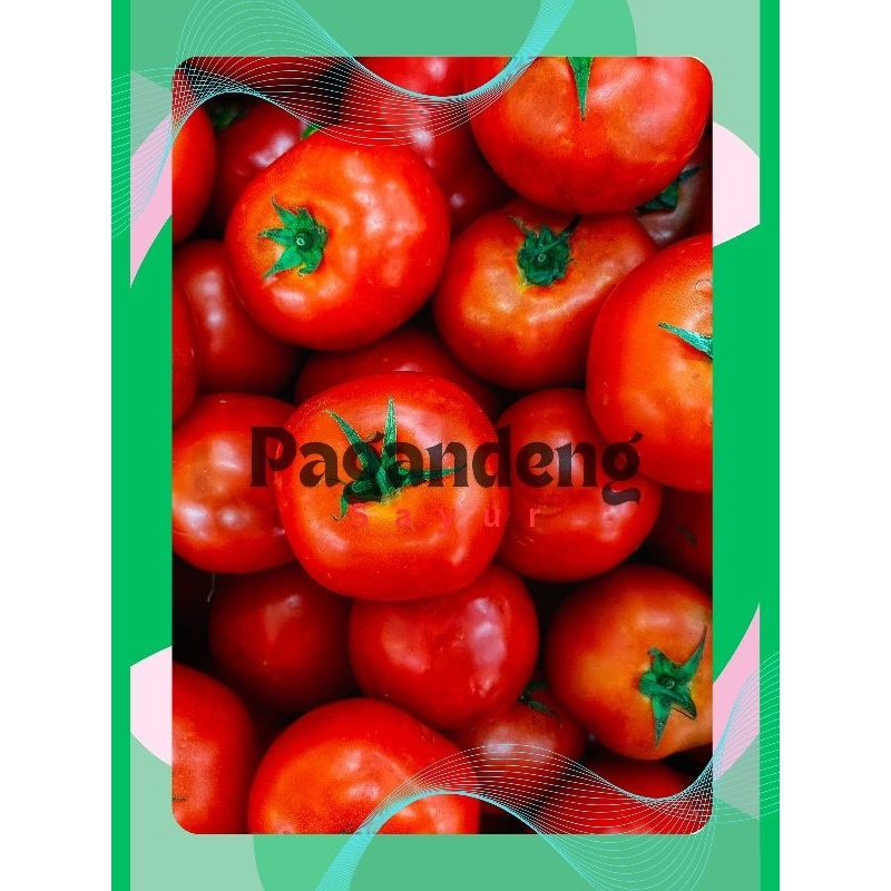 

Tomat Buah Merah