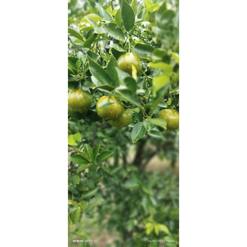 

jeruk manis banyuwangi