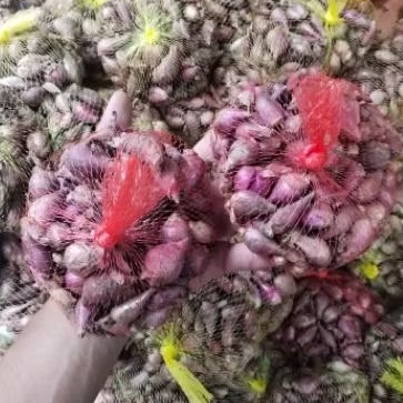 

Bawang berses seprapat