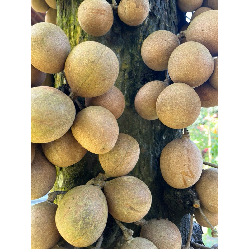 

BUAH LANGKA KEPEL. PESAN - PETIK - KIRIM