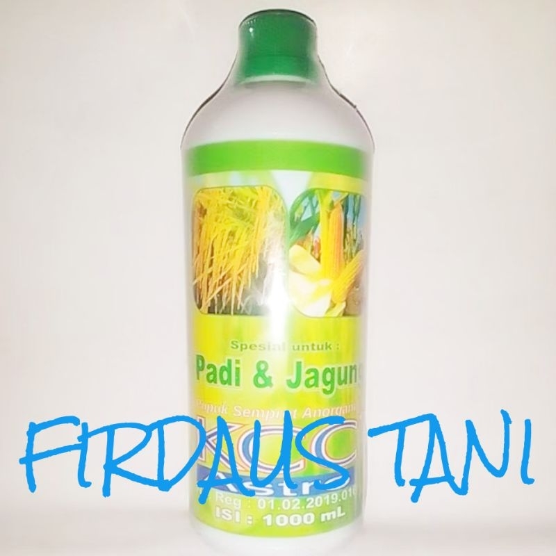 

KCC PADI JAGUNG