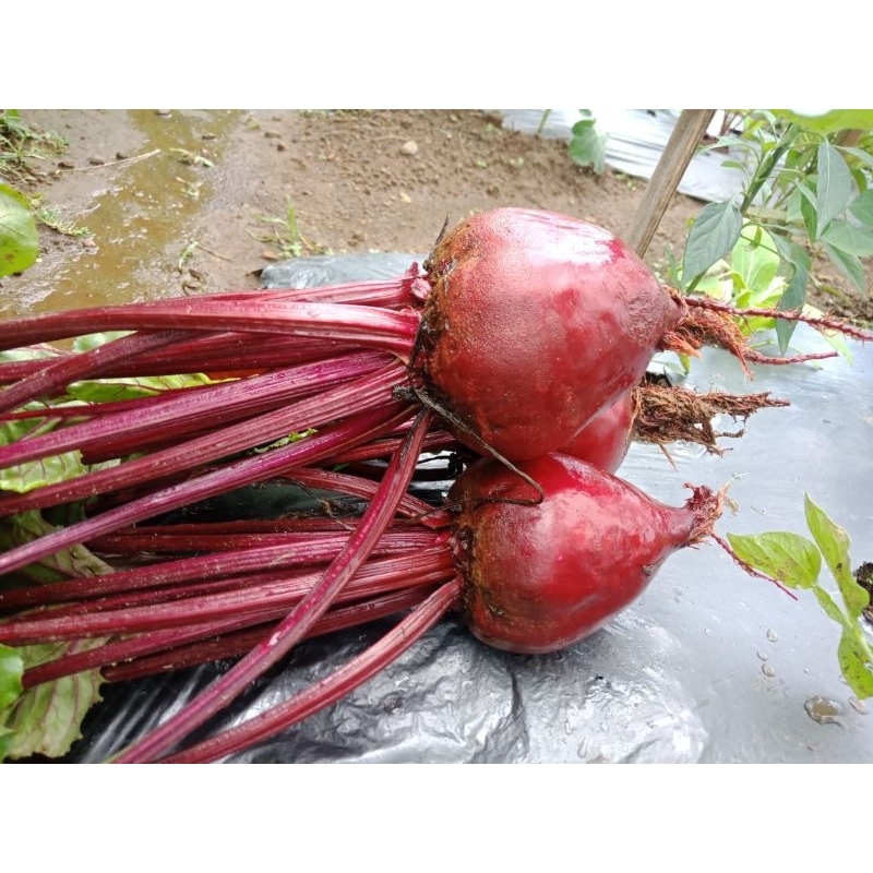 

buah beet root segar