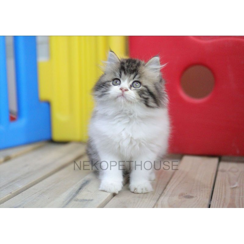 Persia Longhair Kitten