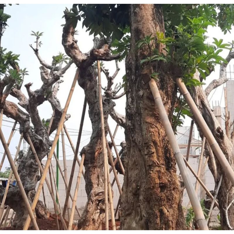 Redy pohon Kamboja tinggi 3meter /lingkar 1,3cm